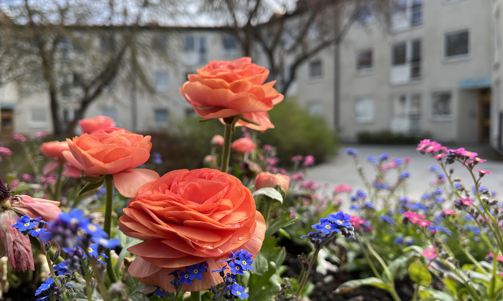 Blommor i blått, rosa och orange i förgrunden med ett vitt flerbostadshus suddigt i bakgrunden.