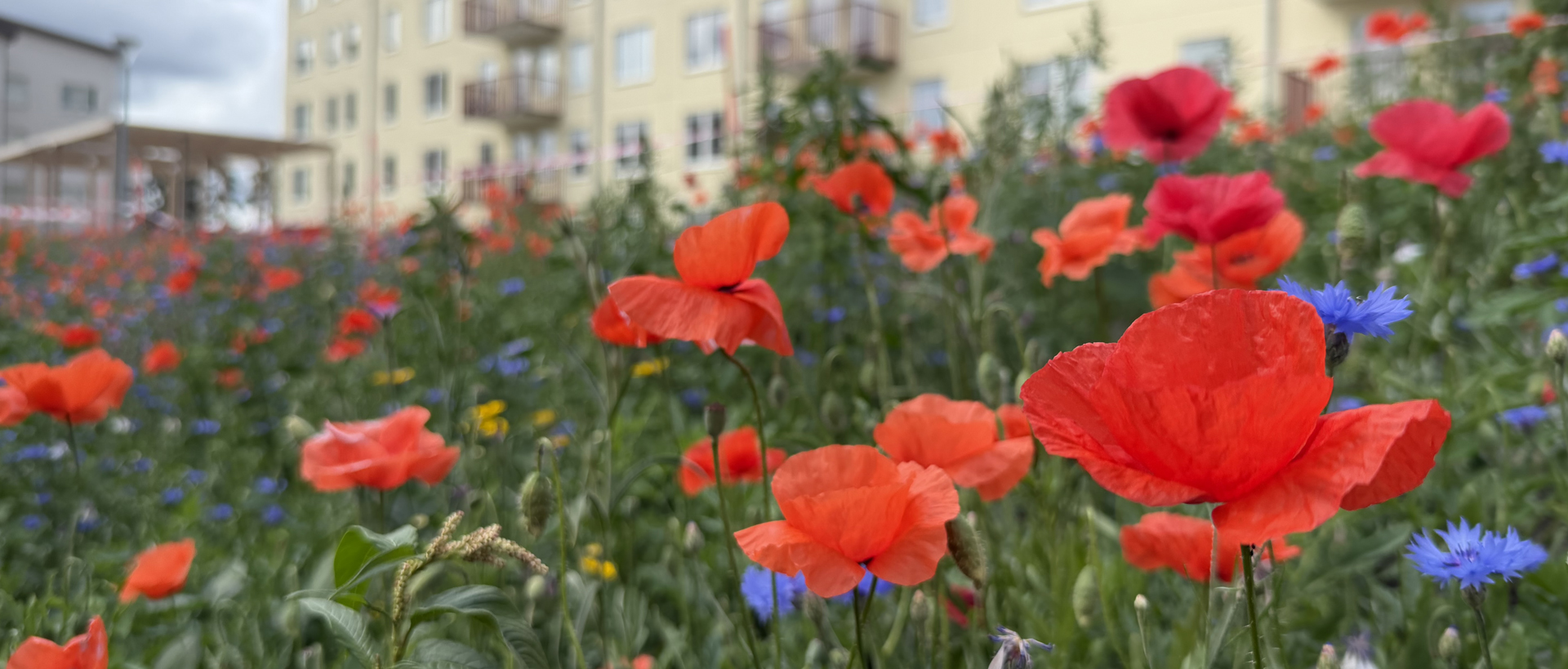 Blomsteräng med röd vallmo och blåklint.